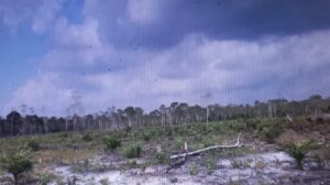 Ada Bukti Kwitansi Jual Beli Hutan Produksi Desa Belilik