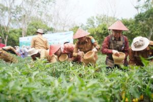 BI Bersama Pemkab Bangka Buka Klaster dan Panen Cabai Merah di Desa Kemuja