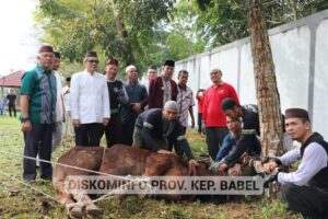 Pemprov. Kep. Babel Potong 29 Ekor Sapi Kurban Iduladha 1444 Hijriah