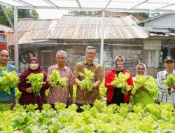 Kelompok Wanita Tani Kemuning Panen Sayuran