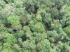 Eks Pejabat Tinggi di Pemkab Bangka Terlibat Kasus Pemanfaatan Hutan Negara, Mengalir Uang Rp 5 Milyar untuk Perizinan?