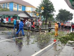 Pj Wako Budi Utama Tindak Cepat Atasi Pohon Tumbang dan Pangkas Pohon Berisiko