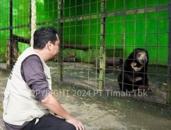 Tambang Timah Ilegal Merajalela di Bangka Belitung, Ancam Ekosistem Satwa Endemik