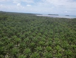 Ssttt!!! Bos Ationg Sulap Hutan Lindung Pantai jadi Perkebunan Kelapa Sawit
