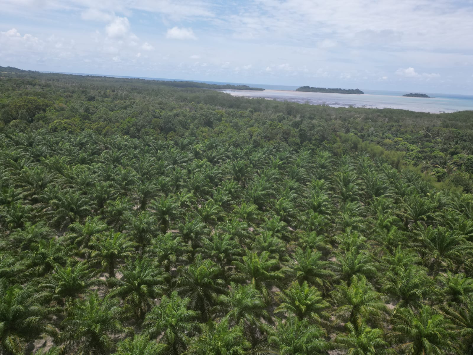 Caption: Perkebunan Kelapa Sawit di Hutan Lindung Pantai (HLP) di Desa Sungai Padang, Sijuk milik Bos ternama Belitung, Ationg. (foto: dok babelterkini.com)