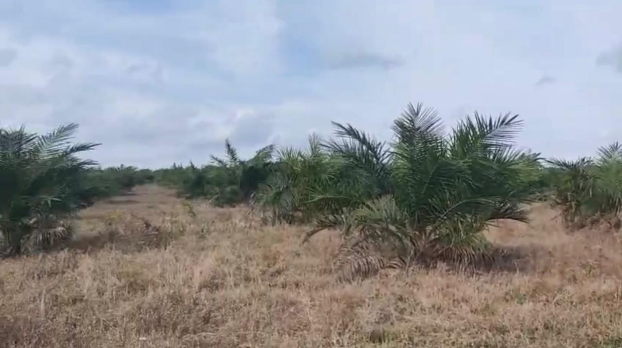 Caption: Kabun Sawit diduga milik Amen Trubus di Hutan Lindung Beriga Bangka Tengah. (foto: ist)