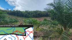 KPHL Belitung Bidik Bos Sawit Fauzi dan Hairul Kasus Perambahan HL Gunung Kubing Lasar