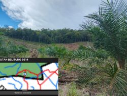 KPHL Belitung Bidik Bos Sawit Fauzi dan Hairul Kasus Perambahan HL Gunung Kubing Lasar