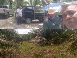 KPHL Belitung Panggil Pelaku Perambahan Kawasan Hutan di Desa Kembiri, Kades Bustami Bungkam!!