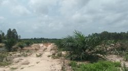 Alih Fungsi Lahan Sawah Menjadi Kebun Sawit di Desa Membalong Diduga Libatkan Kades