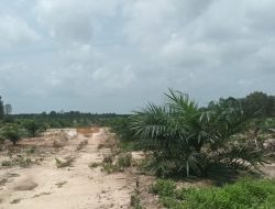 Alih Fungsi Lahan Sawah Menjadi Kebun Sawit di Desa Membalong Diduga Libatkan Kades