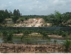 Polemik Alih Fungsi Sawah di Membalong Memanas, Nama-Nama Pemilik Kebun Sawit Kian Terungkap