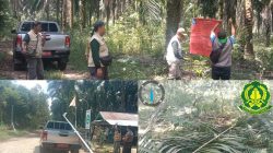 Diduga Panen Sawit Ilegal di Kawasan Hutan, Empat Pegawai PT Rebinmas Jaya Kabur dari Razia Petugas