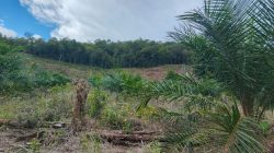 Ngaku Cuma 3 Hektar, Tapi Sawit Hairul–Fauzi Menjalar di Hutan Lindung Desa Lasar