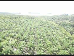 Mafia Tanah Rampas Hutan Belitung, Pemerintah Daerah Terkesan Tutup Mata