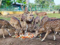 Lindungi Satwa Endemik, PT Timah Laksanakan Program Kehati Hingga Pusat Penyelamatan Satwa